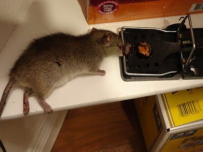 rodent trapping